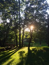 Sun shining through trees in park