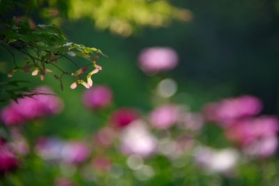 Maple leaves in the sunshine against poeny flowers