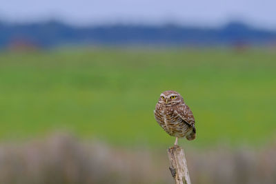 Close-up of bird perching on wooden post