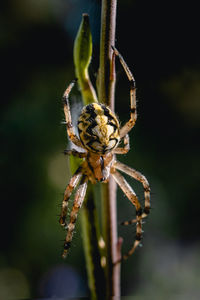 Close-up of spider on plant