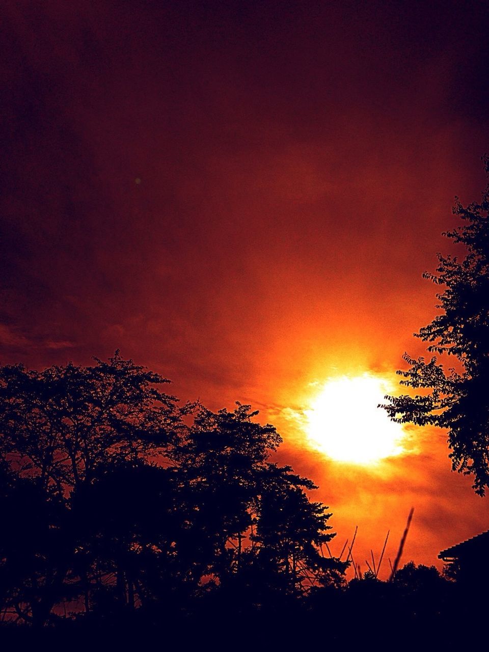 sunset, silhouette, tree, beauty in nature, sky, scenics, orange color, tranquility, tranquil scene, nature, sun, low angle view, idyllic, cloud - sky, growth, sunlight, outdoors, no people, branch, dramatic sky