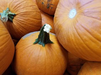 Close-up of pumpkins