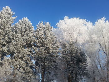 Low angle view of snow on plants against sky