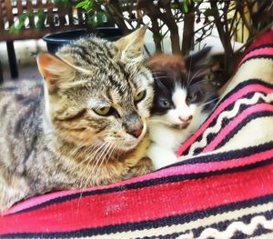 Close-up portrait of cat