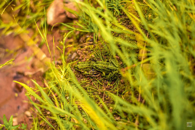 High angle view of snake on field