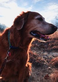 Close-up of dog against sky