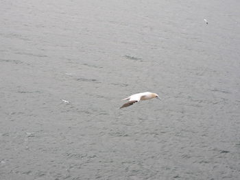 Seagull flying over sea