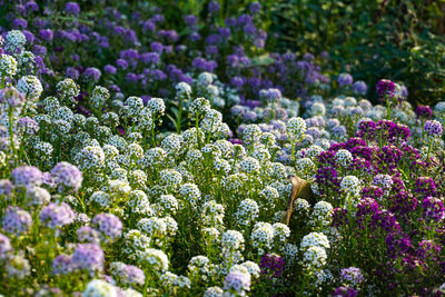 Close-up of purple flowering plants in garden