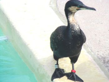 High angle view of bird perching on a lake