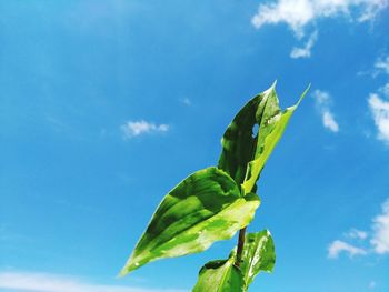 Low angle view of plant against blue sky