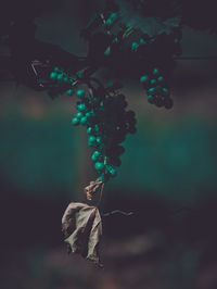 Close-up of berries growing on plant