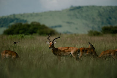 Deer standing on field