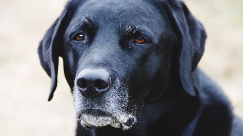 Close-up portrait of black dog