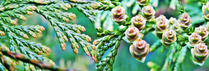 Close-up of succulent plant