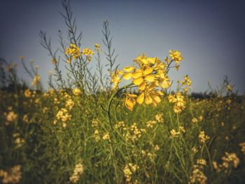 Close-up of yellow flowers blooming in field