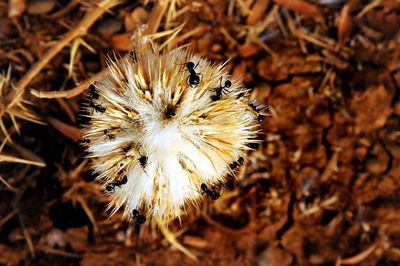Close-up of butterfly on flower