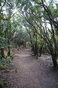 Empty road along trees in forest