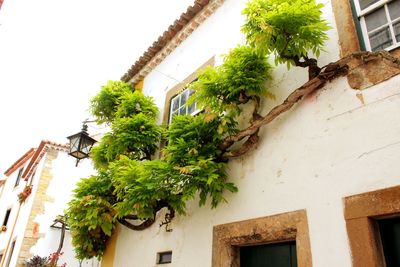 Low angle view of tree and house against sky