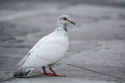 Close-up of seagull perching on footpath