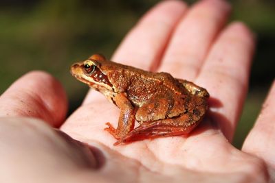 Close-up of hand holding lizard