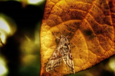 Close-up of insect on leaf