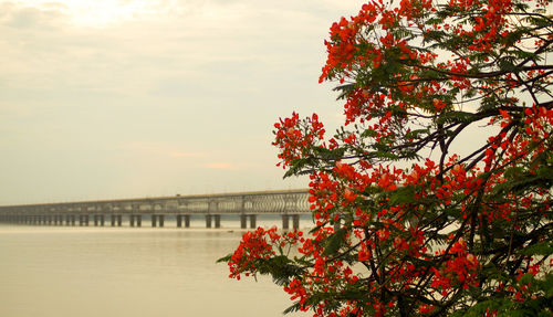 View of tree by bridge against sky