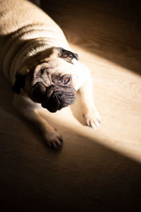 Happy pug dog lies on the floor squinting contentedly and enjoying the first rays of the sun