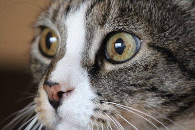 Close-up portrait of a cat