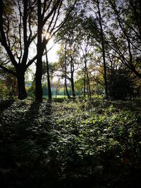 Trees growing on field in forest