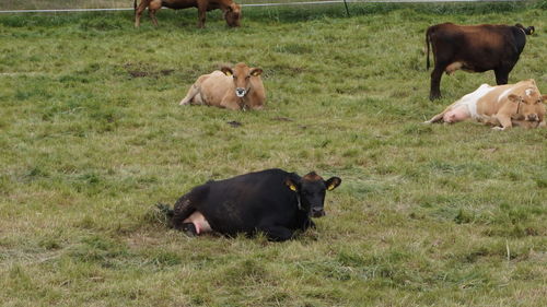 Cows relaxing on grassy field