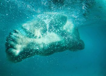 View of jellyfish swimming underwater