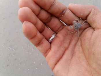 Cropped hand holding crab at beach