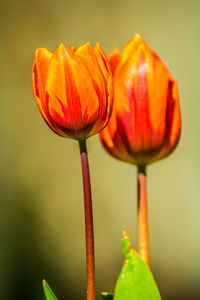 Close-up of red tulip