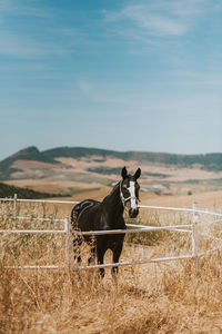 Horse standing on grassy field against sky during sunny day