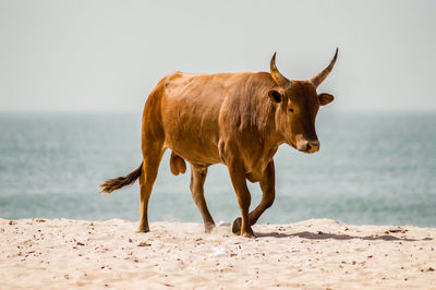 Horses on the beach