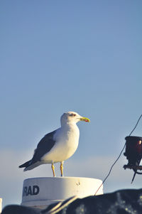 Low angle view of seagull perching on the sky