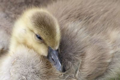 Close-up of a bird