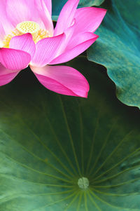 Close-up of pink lotus water lily
