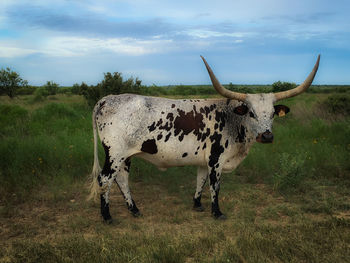 Cow standing on grassy field against cloudy sky