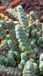 Full frame shot of succulent plants