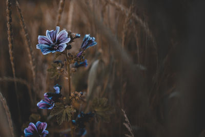 Close-up of flowers blooming outdoors