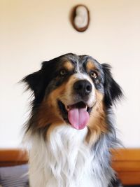 Close-up of dog looking away