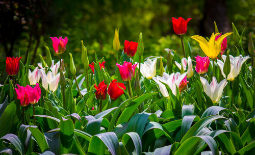 Close-up of tulips in field