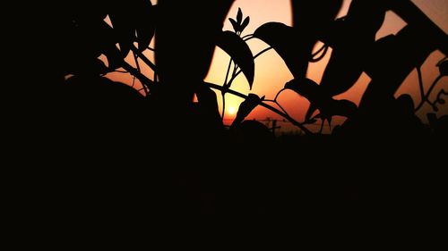 Close-up of silhouette tree against sky at night