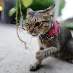 Close-up of a cat looking away