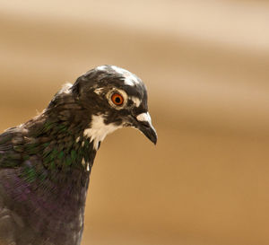 Close-up of a bird