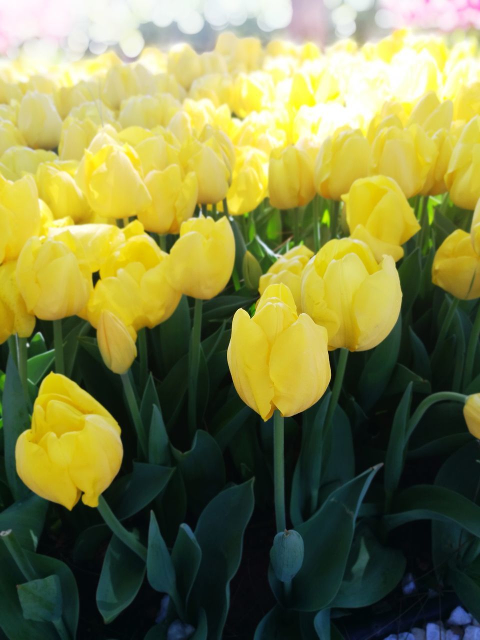 flower, flowering plant, yellow, plant, fragility, beauty in nature, vulnerability, freshness, petal, growth, flower head, close-up, inflorescence, nature, no people, day, plant part, leaf, focus on foreground, botany, outdoors, flowerbed