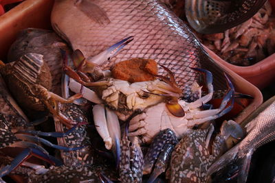 High angle view of fish for sale in market