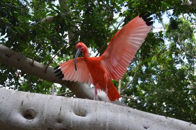 Low angle view of bird flying against trees