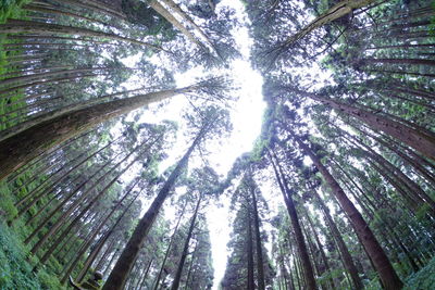 Low angle view of trees in forest